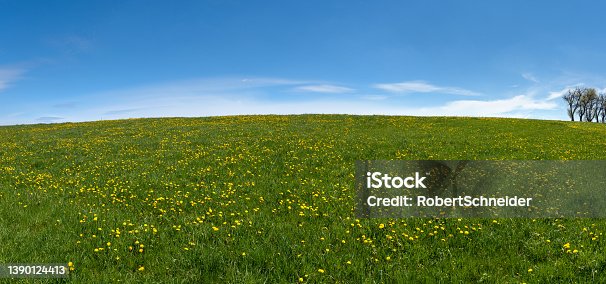 istock Yellow blooming dandelions on a hilly meadow in springtime 1390124413