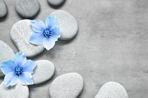 Spa stones and blue flowers on the grey background. Spa concept.