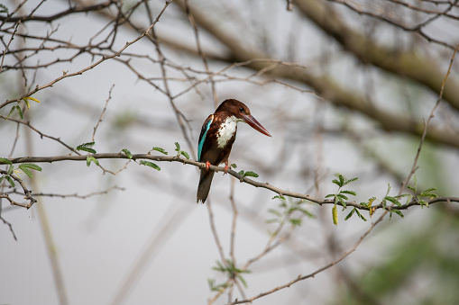 White Throated Kingfisher wet after a dive into the water