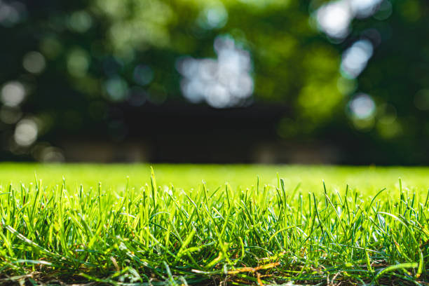 木のぼかし公園の背景を持つ緑の芝生畑をクローズ�アップ、春と夏 - green grass ストックフォトと画像