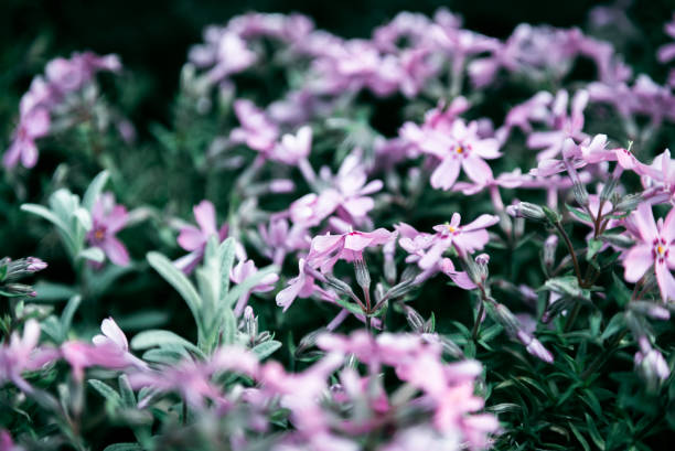 Fondos De Flores De Alta Definición - Banco de fotos e imágenes de stock - iStock Fondos De Flores De Alta Definición - Banco de fotos e imágenes de stock - iStock