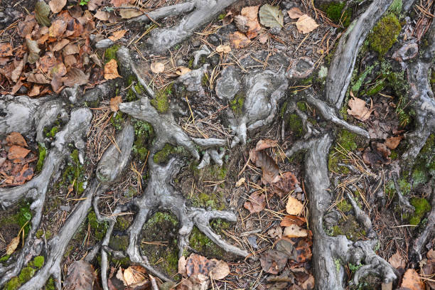 istock Tree roots. Picture can be used as a background 1390125727
