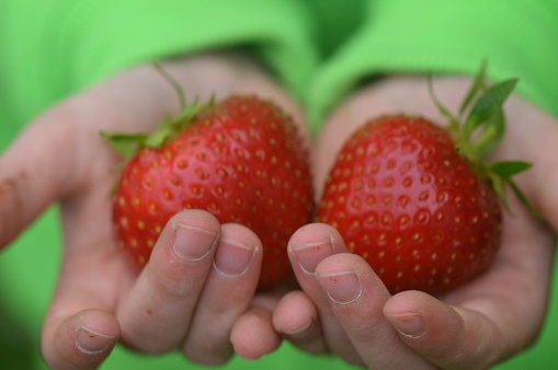 hands of a little child offering huge red ripe organic strawberries fresh from the garden