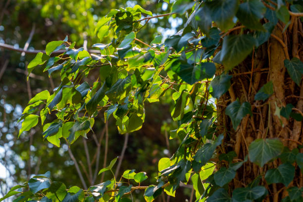 istock Ivy illuminated by sunlight on a tree trunk in spring, shallow depth of field, selective focus 1390125802