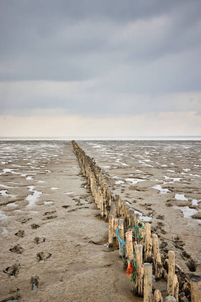 istock Wooden posts in row on sandy beach against dramatic sky 1390126053