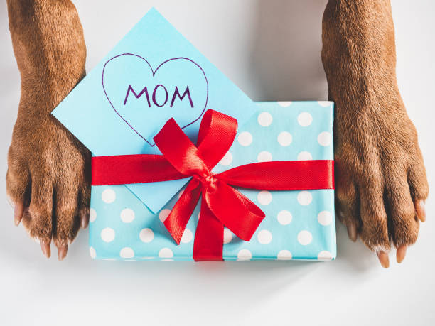 istock Lovable, adorable brown puppy and gift box 1390128461