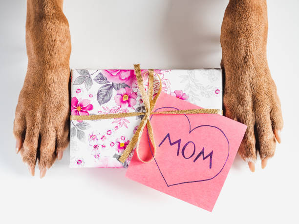 istock Lovable, adorable brown puppy and gift box 1390128658