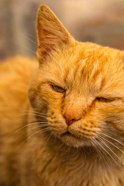 istock Sweet lazy ginger kitten - orange kitten close up 1390130105