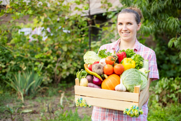 una mujer agricultora sosteniendo una caja de madera llena de verduras crudas frescas en sus manos. cosecha de productos de cosecha propia - wood carrot vegetable farm fotografías e imágenes de stock