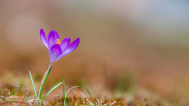 a single early springtime crocus blooms. closeup, narrow depth-of-field. - single flower flower crocus spring imagens e fotografias de stock