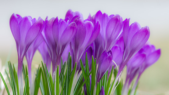 A dense patch of freshly opened purple crocus flowers is blooming against a bright, out of focus background.