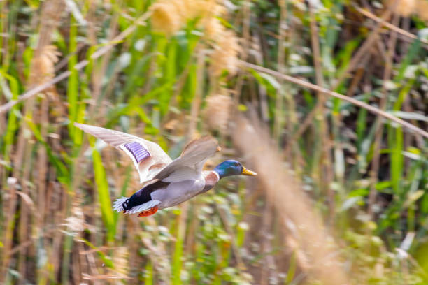 istock Green Bottle neck duck 1390132583