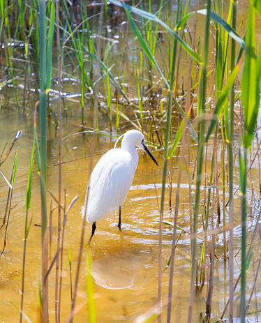 Great egret (Ardea alba)  -Delta del Llobregar - Barcelona