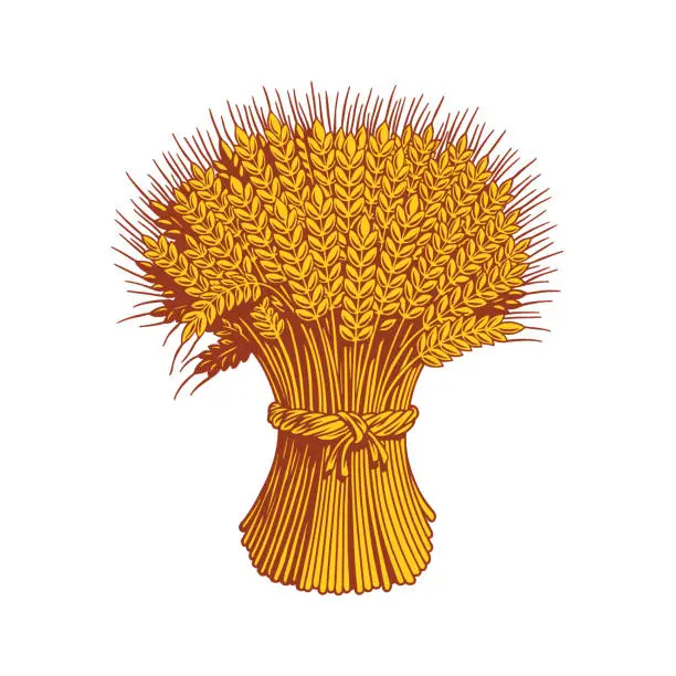 Vector illustration of Sheaf of wheat enagraving. Ears of wheat, barley or rye. Vector illustration.