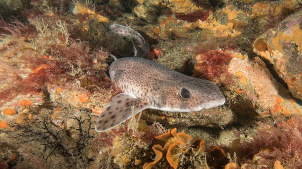 A catshark resting on the seabed stock photo