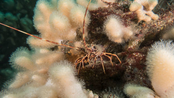 A crawfish on a soft coral reef stock photo