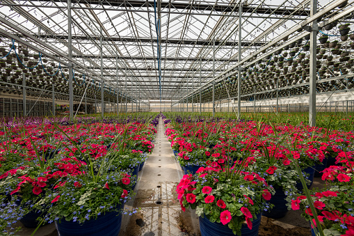 Rows of potted summer flower containers growing in greenhouse. Red petunias