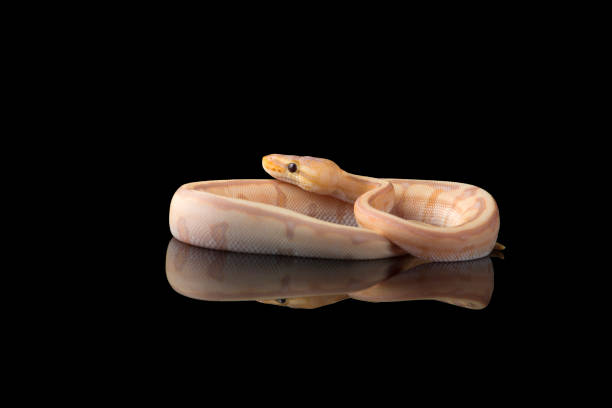 Python Hitam Putih 40+ Angolan Python Foto Stok, Potret, & Gambar Bebas Royalti - iStock