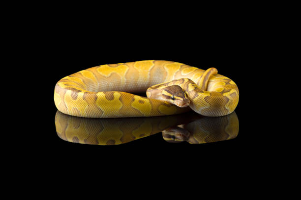 Python Hitam Putih 40+ Angolan Python Foto Stok, Potret, & Gambar Bebas Royalti - iStock