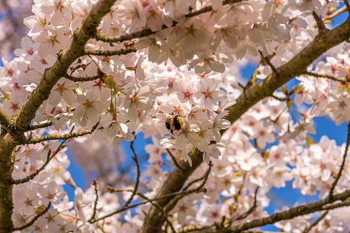 A bumblebee in a blossom tree