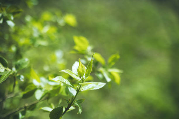 istock tree branch with green leaves on blurred greenery background 1390135783