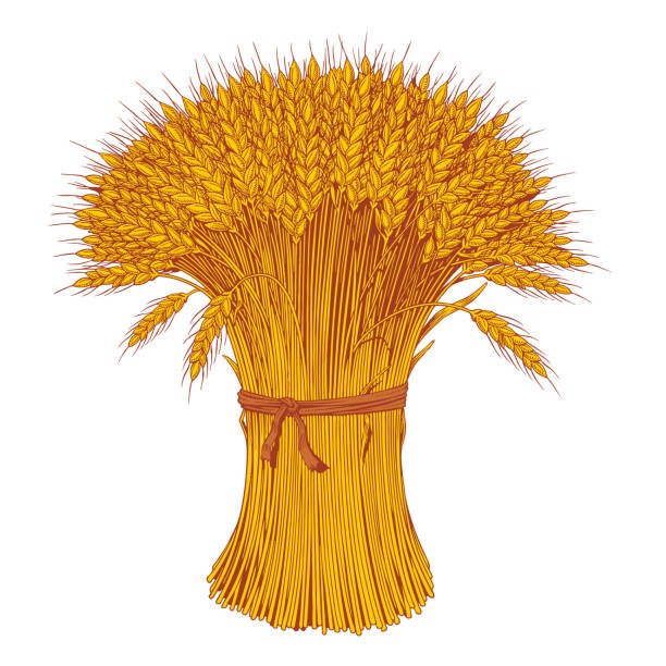 Sheaf of wheat enagraving or etching. Ears of wheat, barley or rye. Vector illustration.