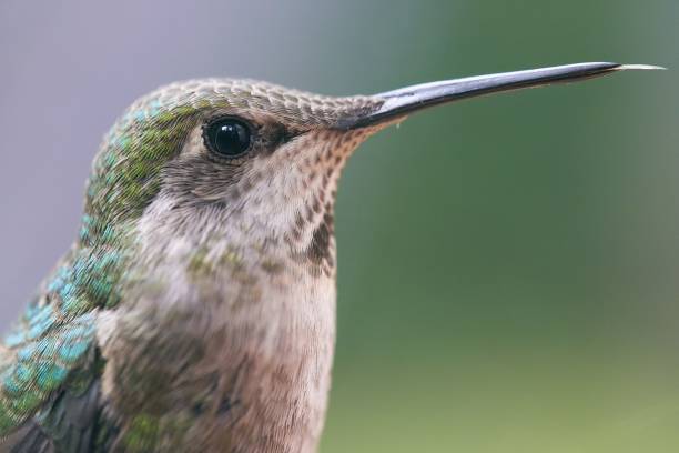 istock Hummingbird tongue 1390138278