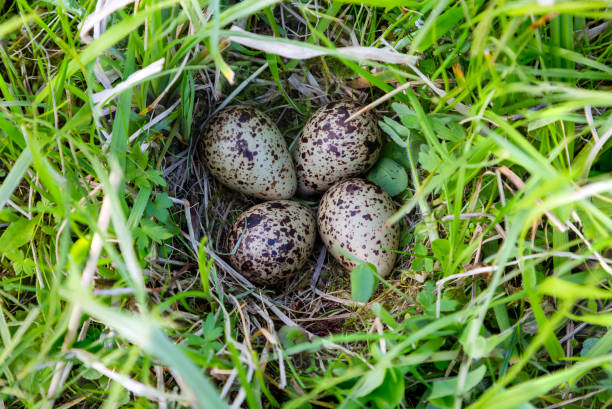 Nest with four eggs of a common redshank (Tringa totanus) in a meadow in polder Eemnes in the Netherlands