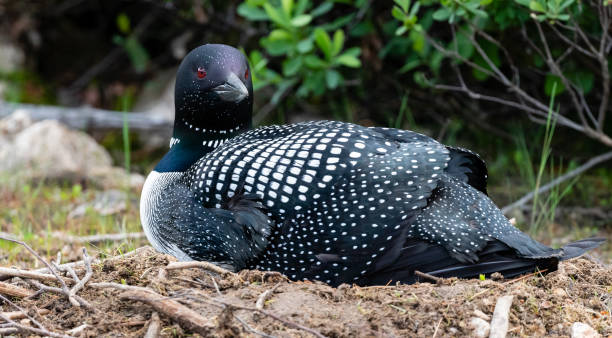 seetaucher, gavia immer, auf dem nest - common loon stock-fotos und bilder