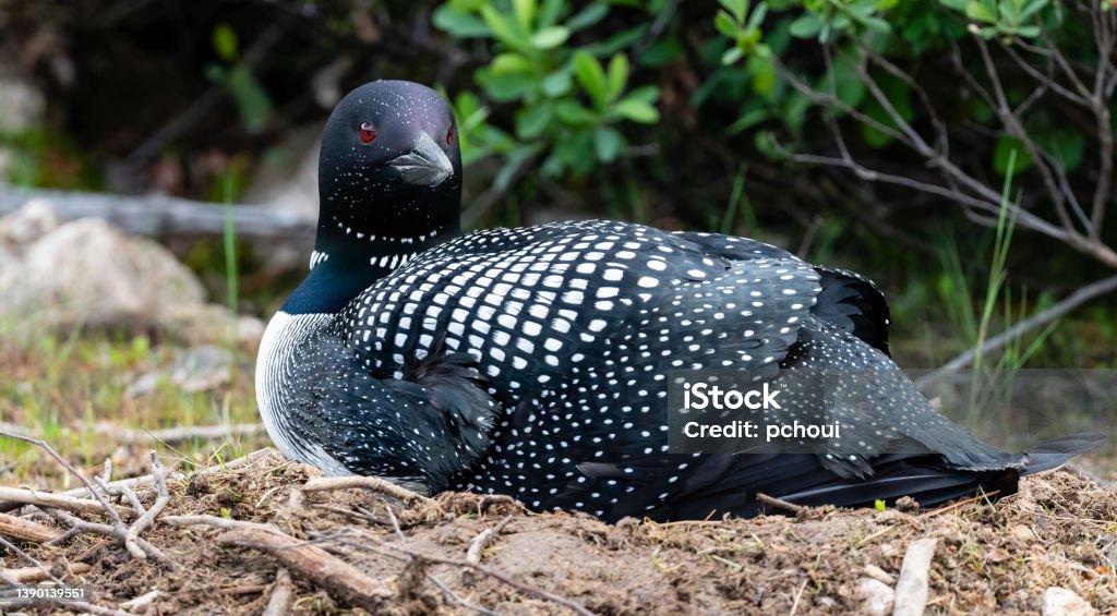 Common loon, Gavia Immer, on the nest Common loon, gavia immer. Provincial bird of Ontario and also the state bird of Minnesota, USA. Loon - Bird Stock Photo
