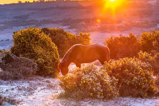 istock April sunrise New Forest 1390140185