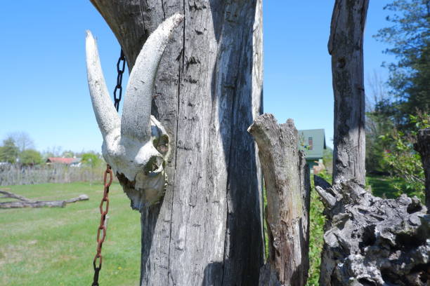 cranio di un animale con le corna su un palo da una recinzione. - horned death dead texas longhorn cattle foto e immagini stock