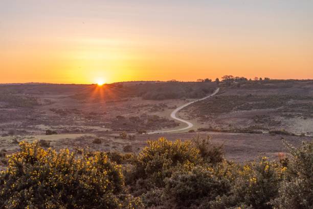 istock April sunrise New Forest 1390140798