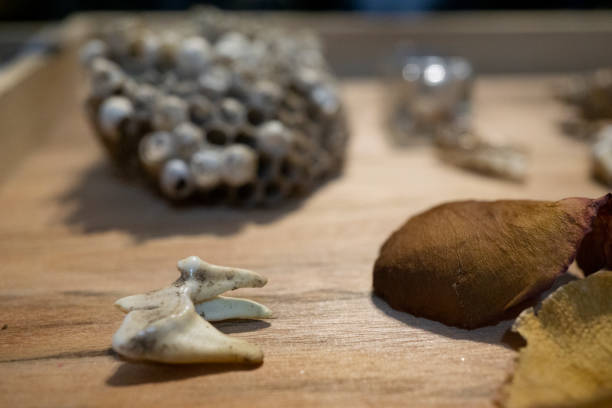 istock Close up of animal tooth and assorted nature objects 1390142167