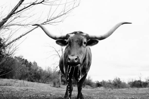 ritratto rustico della mucca longhorn del texas con bevanda d'acqua dallo stagno - texas longhorn cattle horned cattle farm foto e immagini stock
