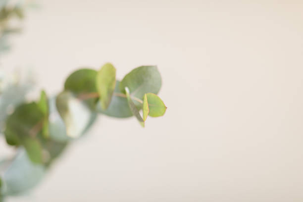 istock Intricate Sage Green-Colored Eucalyptus Branches in Front of a Neutral Light Background 1390144690