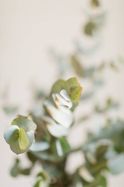 istock Intricate Sage Green-Colored Eucalyptus Branches in Front of a Neutral Light Background 1390144711