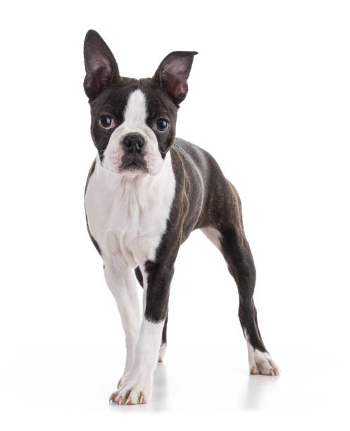 istock Young Boston terrier bi color isolated 1390146015
