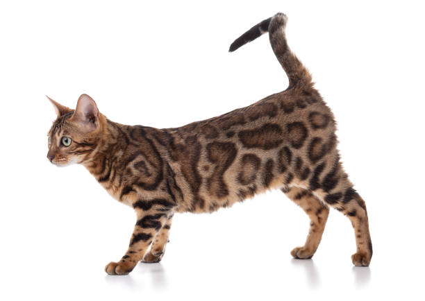 istock Portrait of a brown bengal cat 1390146087