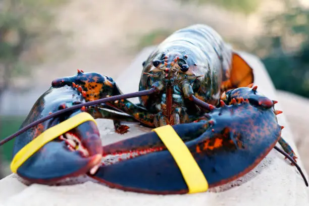 live atlantic lobster isolated in close up, luxury seafood