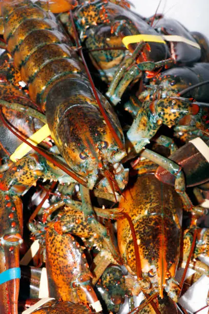 group of live atlantic lobster in close up, luxury seafood