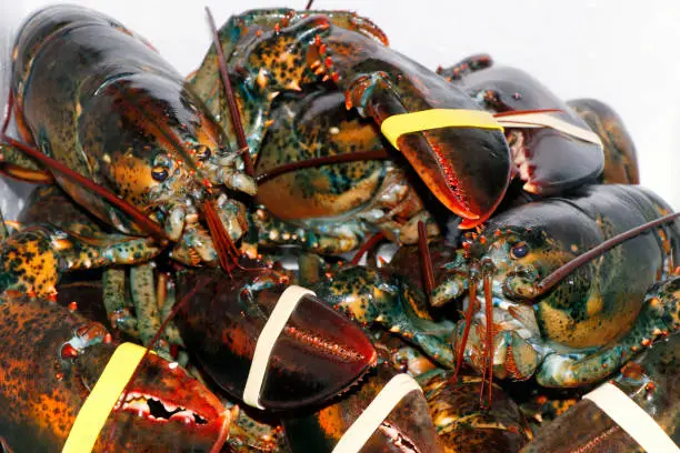 group of live atlantic lobster in close up, luxury seafood