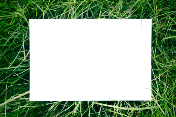 istock creative layout composition frame made of green fresh grass with a beautiful texture with a white paper card note and shadows from sunlight, flat lay and copy space 1390146925