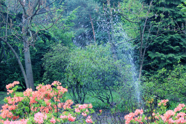 A pulsating garden/lawn sprinkler sending water into the sun rays.