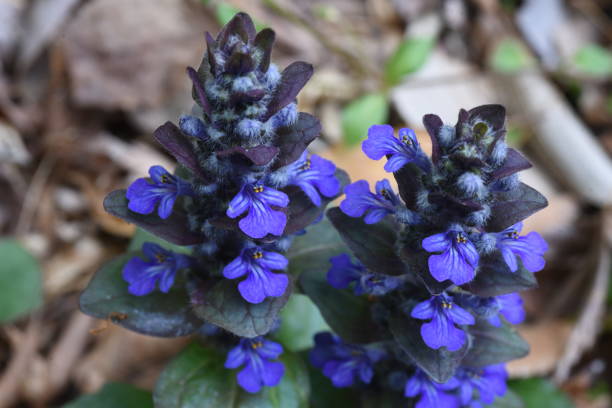 flores de corneta azul (ajuga reptans). - ajuga - fotografias e filmes do acervo