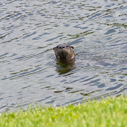 A close-up of an otter floating in tranquil water, its head above the surface, facing the camera.