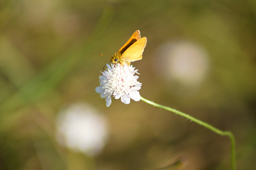 Close-up of lulworth skipper butterfly on small scabious in bloom with green blurred background