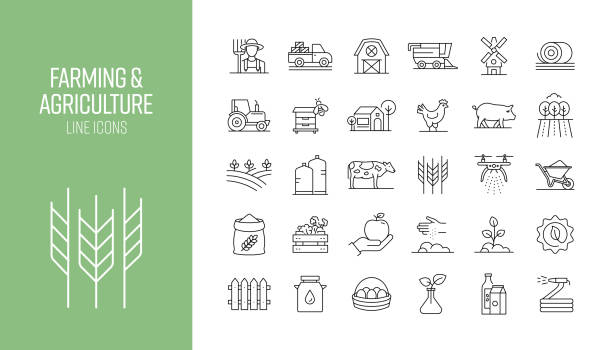 ilustraciones, imágenes clip art, dibujos animados e iconos de stock de conjunto de iconos de línea relacionados con la agricultura y la agricultura. colección de símbolos de contorno - chicken animal farm field