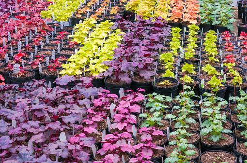 The multicolored leaves of coral bell plants arranged in a greenhouse display,