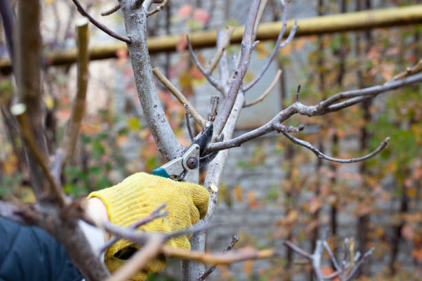 poda de árboles sin hojas. primer plano de manos en guantes de jardinería con tijeras de podar ramas de nogal caucásicas en su jardín a mediados de otoño - walnut tree walnut nut branch fotografías e imágenes de stock